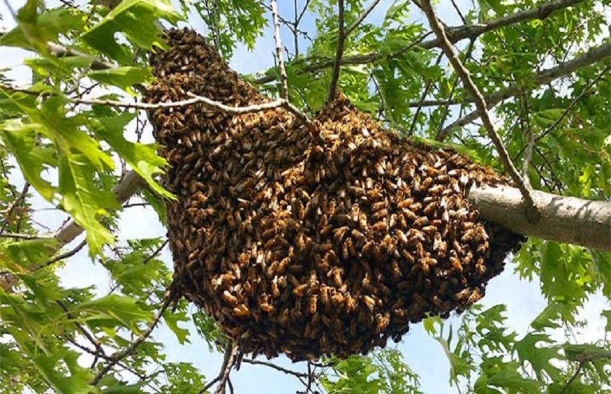 Bee Removal is Essential for Homeowners