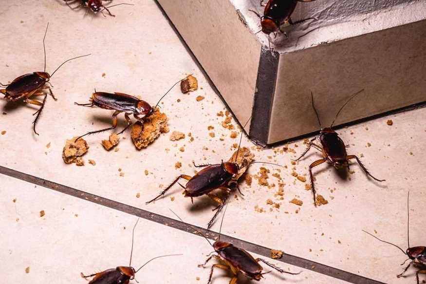 Cockroach Infestation