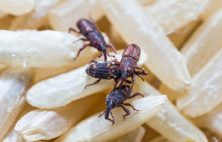 Let Pantry Pests Inside