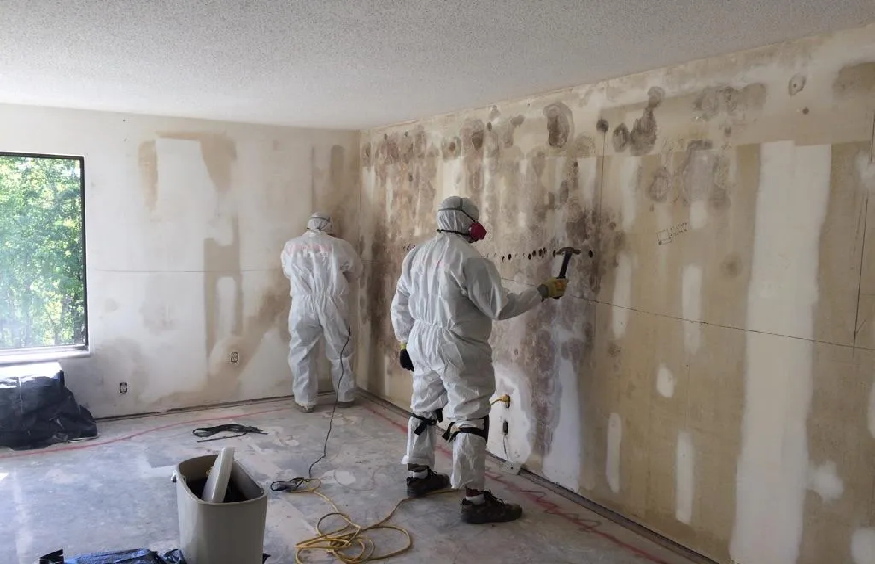mold remediation in Cary