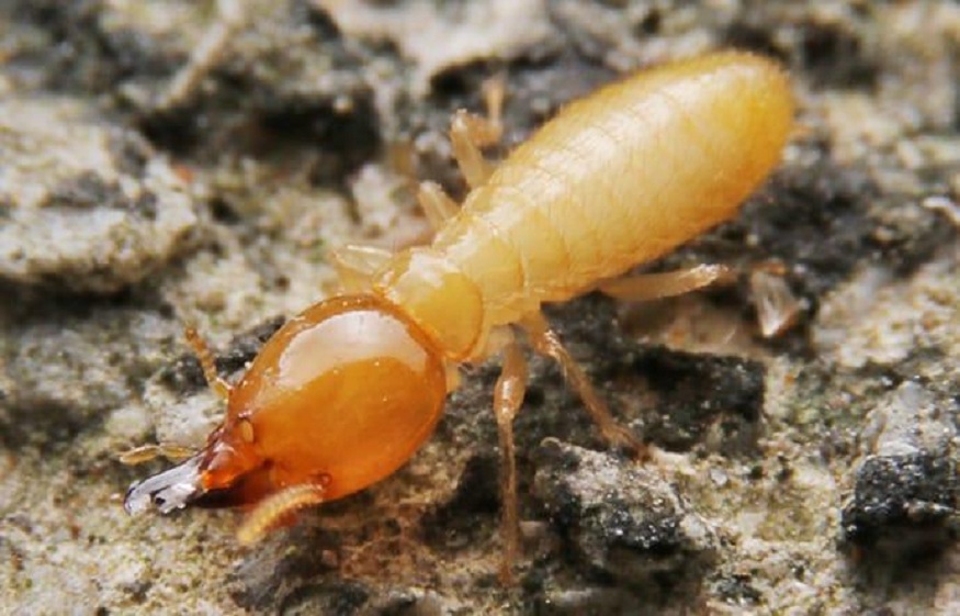 Romney Pest Control